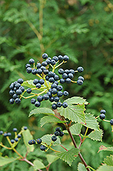 Blue Muffin Viburnum (Viburnum dentatum 'Christom') at The Mustard Seed
