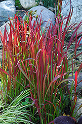 Red Baron Japanese Blood Grass (Imperata cylindrica 'Red Baron') at The Mustard Seed