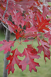Northern Pin Oak (Quercus ellipsoidalis) at The Mustard Seed