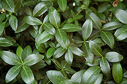 Bowles Periwinkle (Vinca minor 'Bowles') at The Mustard Seed