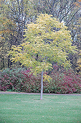 Kentucky Coffeetree (Gymnocladus dioicus) at The Mustard Seed