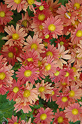Coral Daisy Chrysanthemum (Chrysanthemum 'Coral Daisy') at The Mustard Seed