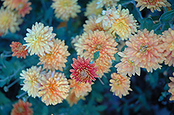 Zonta Chrysanthemum (Chrysanthemum 'Zonta') at The Mustard Seed