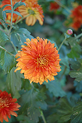 Autumn Fire Chrysanthemum (Chrysanthemum 'Autumn Fire') at The Mustard Seed
