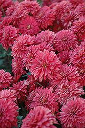 Minnruby Chrysanthemum (Chrysanthemum 'Minnruby') at The Mustard Seed