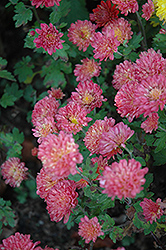 Rose Grenadine Chrysanthemum (Chrysanthemum 'Rose Grenadine') at The Mustard Seed