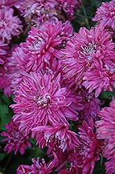 Grape Glow Chrysanthemum (Chrysanthemum 'Grape Glow') at The Mustard Seed