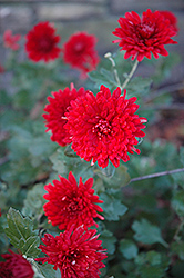 Maroon Pride Chrysanthemum (Chrysanthemum 'Maroon Pride') at The Mustard Seed