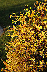Yellow Ribbon Arborvitae (Thuja occidentalis 'Yellow Ribbon') at The Mustard Seed