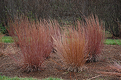 Blue Heaven Bluestem (Schizachyrium scoparium 'Blue Heaven') at The Mustard Seed