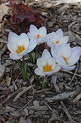 Blue Pearl Crocus (Crocus 'Blue Pearl') at The Mustard Seed