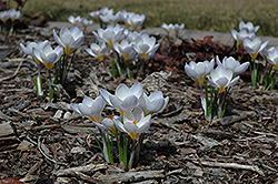 Blue Pearl Crocus (Crocus 'Blue Pearl') at The Mustard Seed