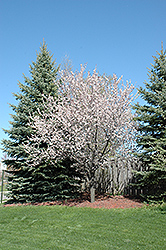 Newport Plum (Prunus cerasifera 'Newport') at The Mustard Seed