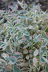 Stairway To Heaven Jacob's Ladder (Polemonium 'Stairway To Heaven') at The Mustard Seed