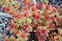 Magic Carpet Spirea (Spiraea x bumalda 'Magic Carpet') at The Mustard Seed