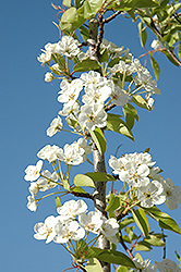 Summercrisp Pear (Pyrus 'Summercrisp') at The Mustard Seed