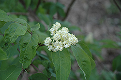 American Elder (Sambucus canadensis) at The Mustard Seed