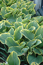 Sagae Hosta (Hosta 'Sagae') at The Mustard Seed