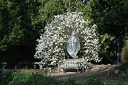 Royal Star Magnolia (Magnolia stellata 'Royal Star') at The Mustard Seed