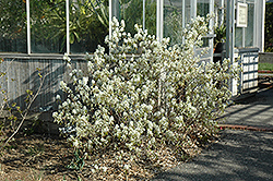 Regent Serviceberry (Amelanchier alnifolia 'Regent') at The Mustard Seed