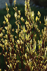 Ivory Halo Dogwood (Cornus alba 'Ivory Halo') at The Mustard Seed