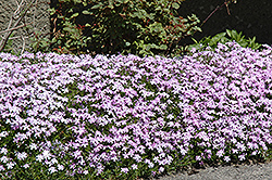 Emerald Blue Moss Phlox (Phlox subulata 'Emerald Blue') at The Mustard Seed