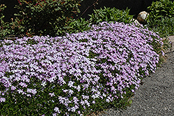 Emerald Blue Moss Phlox (Phlox subulata 'Emerald Blue') at The Mustard Seed