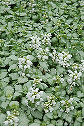White Nancy Spotted Dead Nettle (Lamium maculatum 'White Nancy') at The Mustard Seed