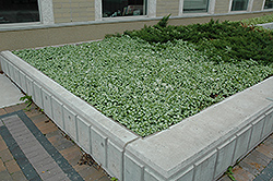 White Nancy Spotted Dead Nettle (Lamium maculatum 'White Nancy') at The Mustard Seed