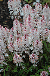Spring Symphony Foamflower (Tiarella 'Spring Symphony') at The Mustard Seed