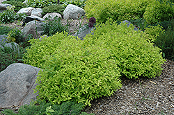 Goldmound Spirea (Spiraea japonica 'Goldmound') at The Mustard Seed