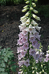 Camelot Lavender Foxglove (Digitalis purpurea 'Camelot Lavender') at The Mustard Seed