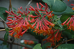 Dropmore Scarlet Trumpet Honeysuckle (Lonicera x brownii 'Dropmore Scarlet') at The Mustard Seed