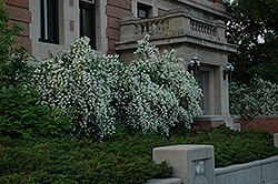 Blizzard Mockorange (Philadelphus 'Blizzard') at The Mustard Seed