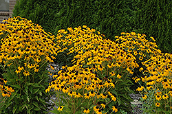 Goldsturm Coneflower (Rudbeckia fulgida 'Goldsturm') at The Mustard Seed