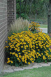 Goldsturm Coneflower (Rudbeckia fulgida 'Goldsturm') at The Mustard Seed