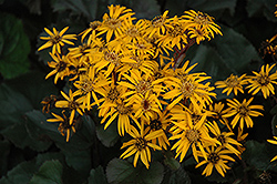 Britt Marie Crawford Rayflower (Ligularia dentata 'Britt Marie Crawford') at The Mustard Seed
