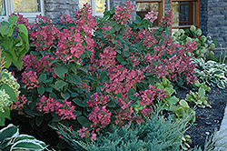 Pink Diamond Hydrangea (Hydrangea paniculata 'Pink Diamond') at The Mustard Seed