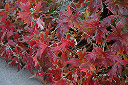Brookside Cranesbill (Geranium 'Brookside') at The Mustard Seed