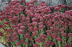 Autumn Fire Stonecrop (Sedum spectabile 'Autumn Fire') at The Mustard Seed