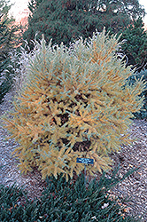 Deborah Waxman Dwarf Tamarack (Larix laricina 'Deborah Waxman') at The Mustard Seed