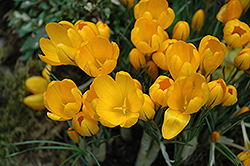 Golden Yellow Crocus (Crocus 'Golden Yellow') at The Mustard Seed