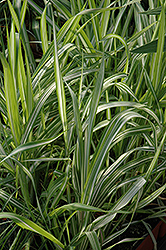 Strawberries And Cream Ribbon Grass (Phalaris arundinacea 'Strawberries And Cream') at The Mustard Seed
