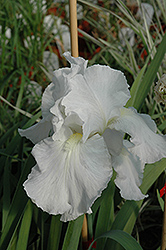 Immortality Iris (Iris 'Immortality') at The Mustard Seed