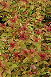 Goldflame Spirea (Spiraea x bumalda 'Goldflame') at The Mustard Seed