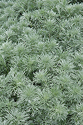 Silver Mound Artemisia (Artemisia schmidtiana 'Silver Mound') at The Mustard Seed