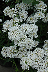 Alexander's White Candytuft (Iberis sempervirens 'Alexander White') at The Mustard Seed