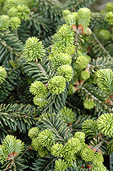 Dwarf Balsam Fir (Abies balsamea 'Nana') at The Mustard Seed