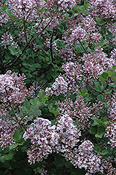 Dwarf Korean Lilac (Syringa meyeri 'Palibin') at The Mustard Seed