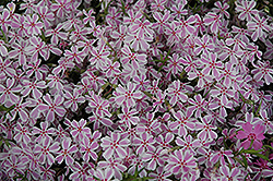 Candy Stripe Moss Phlox (Phlox subulata 'Candy Stripe') at The Mustard Seed